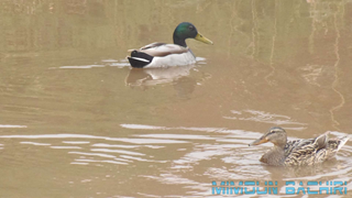 Canard colvert